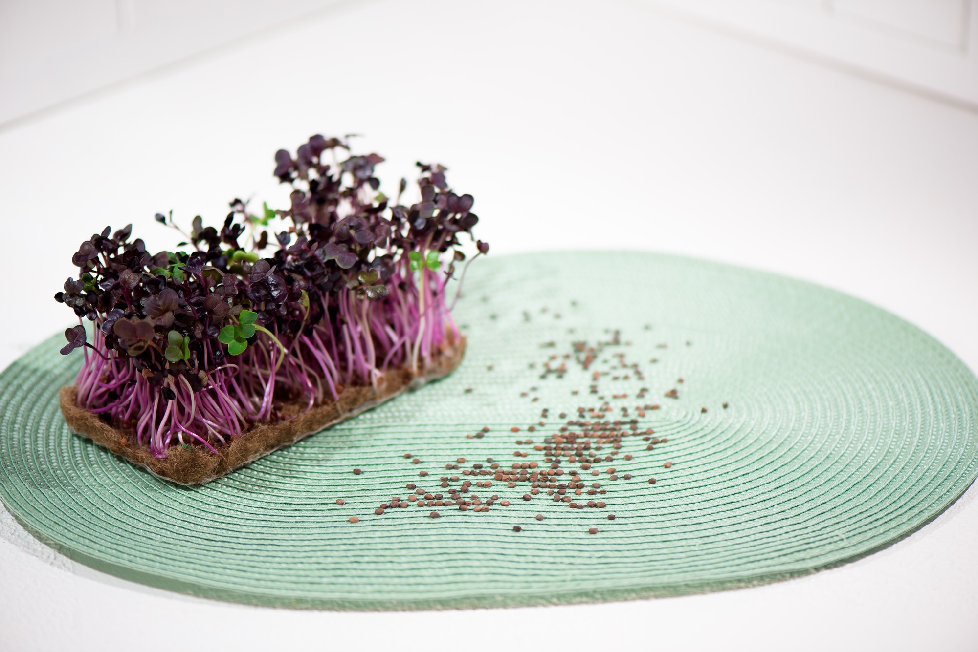 Close up of plated dessert with microgreens